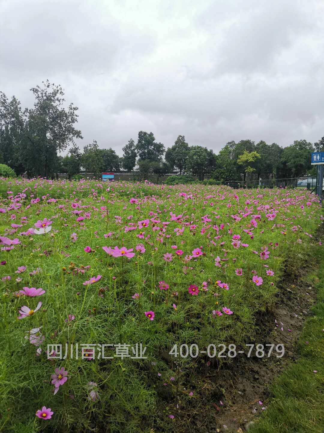 西藏格?；ǚN子